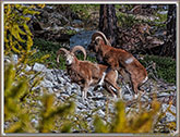 MOUFLONS